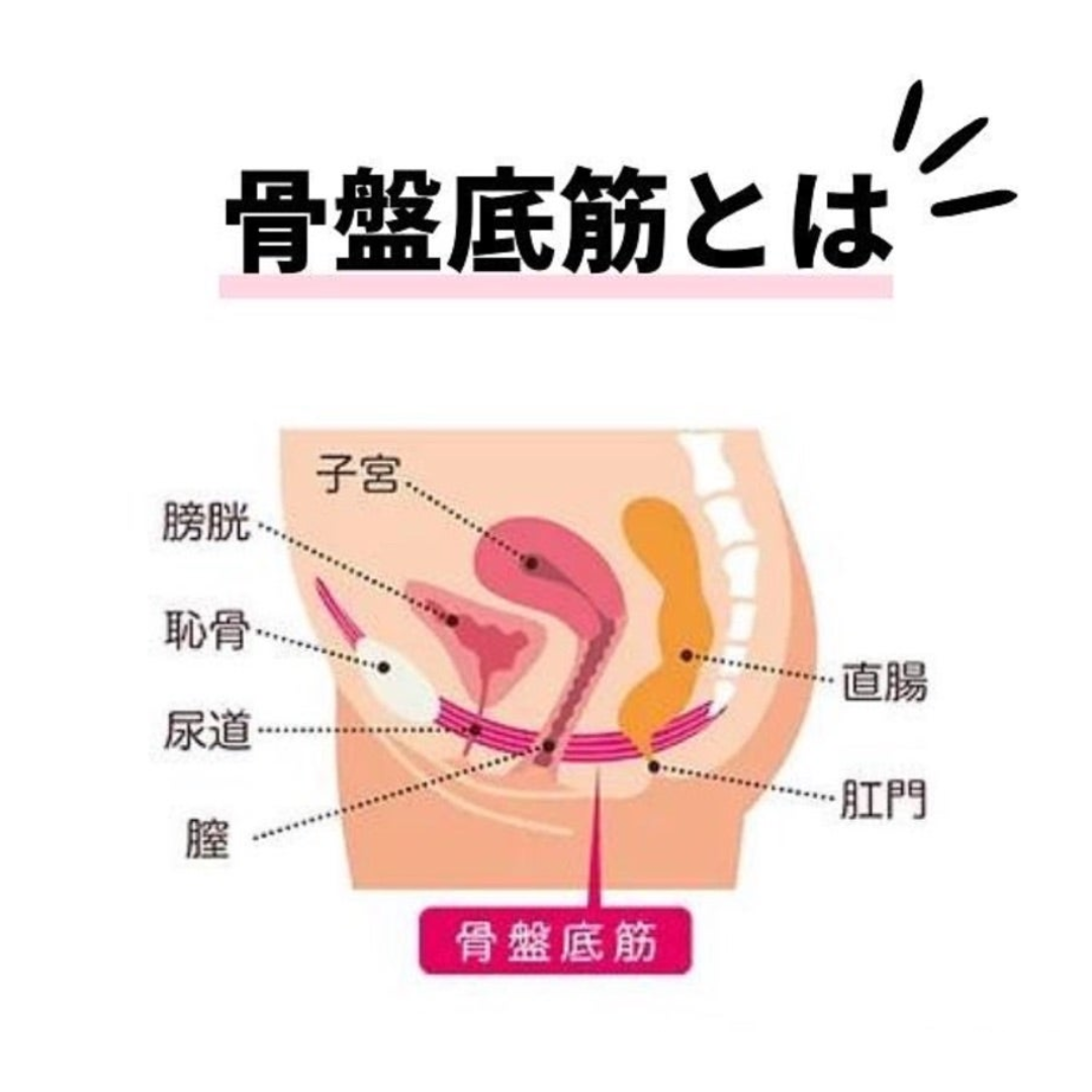 骨盤底筋とは