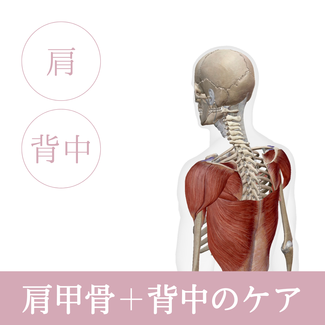 肩甲骨＋背中のケア　アイキャッチ