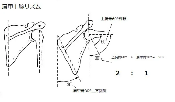 肩甲上腕リズムの画像