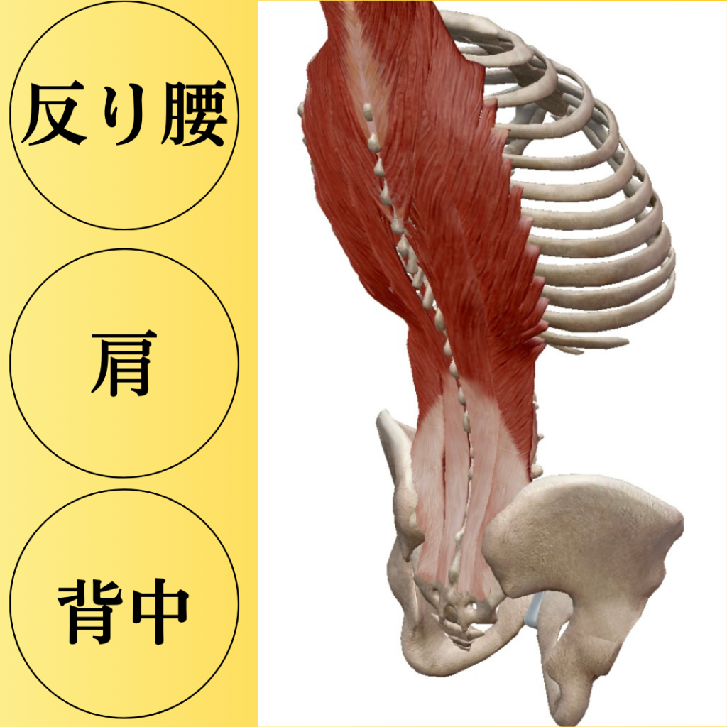 反り腰、肩、背中のセルフケア